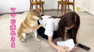 病院帰りのママに優しく寄り添う柴犬が可愛い