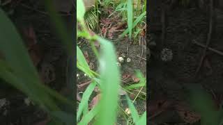 ដើរកផ្សិតប៉ក់ ឬផ្សិតផក់                Finding the rare mushroom Or Astraeus hygrometricus