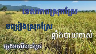 ទេសភាពស្រុកស្រែ#ឆ្នាំងបាយចាស់#ចម្រៀងស្រុកស្រែពីរោះៗ #beautifulrurallandscape