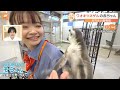 カピバラ、ワオキツネザルの赤ちゃん、砂漠のキツネ…20種類300匹！　癒やしの動物と触れあえる屋内型の動物園【すたすた中継】｜tbs news dig