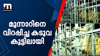 മൂന്നാറിനെ വിറപ്പിച്ച കടുവ കൂട്ടിലായി| Tiger|Cage|Mathrubhumi News