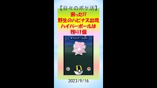 【日々のポケ活】緊迫実況！野生のハピナス出現、ハイパーボールは残り1球に  #ポケモンGo #ゲーム実況 #野生 #ハピナス #pokemongo #ハイパーボール