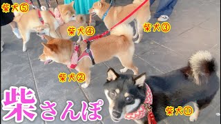 柴犬5匹だと他の犬がよってこない公園さんぽ。