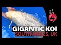 Gigantic Koi Wales - Grand Champion Koi BKKS Winner