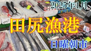 2025年1月中旬　田尻漁港朝市　全部買いたい！魚好きにはたまりません。　大阪府 / 魚市場 / 朝市 / 鮮魚 / 激安 / かかり釣り