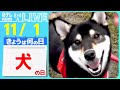 【きょうは何の日】『犬の日』２匹の犬がぴょんぴょんジャンプ/犬たちが続々とバスに/“犬のおまわりさん”が新1年生らと横断訓練　など――ニュースまとめライブ【11月1日】（日テレNEWS LIVE）