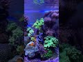 Reef Tank ( KEEPING NANO REEF TANKS IS FUN)