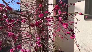 우리집 마당에 매화꽃이, Plum blossoms in our garden.