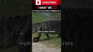 Interesting Facts About Alligators! #shorts #animalfacts #alligator #animals #reptiles #shortsfeed