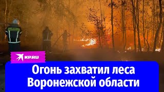 Лесные пожары в Воронежской области