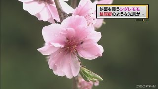 【CBC News】シダレモモの花が満開　（豊田市）