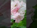 pelargonium 베란다 shorts 놀이터