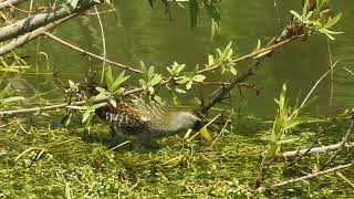 Sora (Porzana carolina) at San Joaquin Wildlife Sanctuary