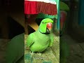 mummy ek gilas pani de do funny funnyanimal funnyparrot viralvideo viralshorts viralreels...