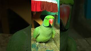 #mummy ek gilas Pani de do #funny #funnyanimal #funnyparrot #viralvideo #viralshorts #viralreels...