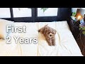 My Cavapoo Puppy - First 2 Years Expenses | Development | Medical I Training