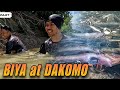 P1 - Biya at Dakomo - EP1487