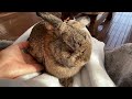 【出産予定日3日前】妊娠中のうさぎに💕🐰かわいい連発するインコ🐦 my bunny’s pregnant diary🐰