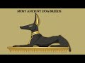 The Oldest Dog Breeds #MostAncientDOgBreeds #OldestDog