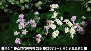 금잔디[소양강봄바람26탄~30탄]ㅡ*소양강봄바람*노래5번보고듣기직캠영상(200811~200822)