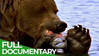 Majestic Bears of Alaska & British Columbia | Free Documentary Nature