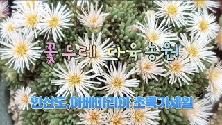 4월6일판매영상#꽃두레다육♡5만원이상구매시 선물드려요♡