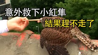 意外救下4隻小紅隼，沒想到怎麼趕都趕不走！ | 猛兽世界#nature #wildlife #animal #wildanimals #animals #动物