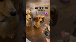 絶対に手放したくないこむぎちゃんの可愛い攻防戦🐶⚡︎✨「こむぎちゃん/もちくん」Instagram@komo.team  #犬王国 #ダックスフンド #ダックスフンドのいる暮らし