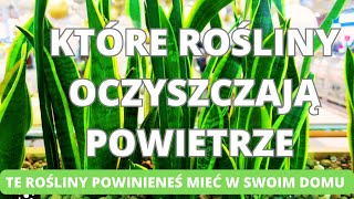 Rośliny oczyszczające powietrze. Te rośliny powinieneś mieć w swoim domu.