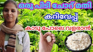 Curry leaves cultivation/ ഒരു പിടി ചോറു മതി കറിവേപ്പ് കാടു പോലെ വളരാൻ#Malusvlog#Curryvepu#currypatha