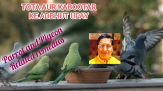 PARROT AND PIGEON REMEDIES तोते कबूतर के उपायों से आकर्षित करें अच्छी किस्मत