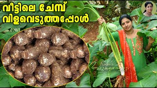 വീട്ടിലെ ചേമ്പ് വിളവെടുത്തപ്പോൾ | Chembu Krishi Tips In Malayalam | Chembu Vilaveduppu