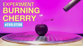 I Discovered the SHOCKING CHERRY Fruit Evolution Secret!