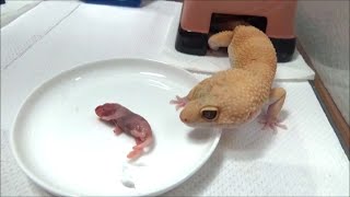 【ヒョウモントカゲモドキ】ピンクマウスを滑らせながら捕食　Leopard gecko eating pinky