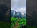 view Assam tea garden 🌿💚#explore #shorts  #assam#nature #viral_video  #song