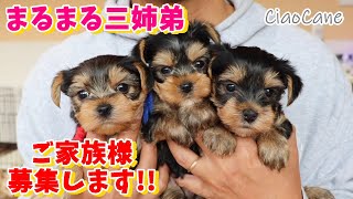 まるまる三姉弟ご家族様募集します!【ヨークシャーテリア専門犬舎チャオカーネ】