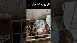 いびきデカすぎ問題 loud snoring… 【フレンチブルの小福】#shorts #犬 #かわいい