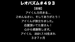 【悲報】アイくん星になる！2025.2.24【レオパ専用チャンネル！】〜レオパズム  by  SHIGE〜No.493