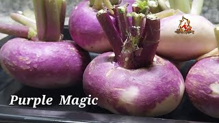 Purple Magic 💜 |Turnip |Vegrecipe |Shalgam |\