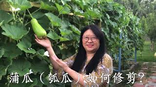 蒲瓜（瓠瓜）如何修剪? How to prune Pugua？李寬治、李寬成老師示範講解