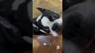 顎バリしてると背中もどうでしょう？と差し出してくる犬 #bostonterrier #ボストンテリア #dog #犬