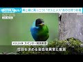 100年ぶりに発見…左右が鮮やかなグリーンとブルーのオスとメスの色を併せ持つ鳥 2024年3月20日