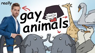 homosexuality in the animal kingdom.