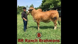 ชมฟาร์มวัวอเมริกันบราห์มันเลือดร้อย BR Ranch Brahmans Farm