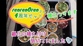 【多肉植物】reoreoOreoさんの4周年記念セットを植えつけます。綴化の植え付け難しすぎます。