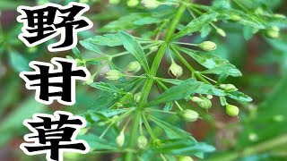 茎叶有甘甜味的野甘草，又叫冰糖草，现在已经很少见了，你的家乡还有吗野甘草 冰糖草 大自然的馈赠 植物科普 农村生活