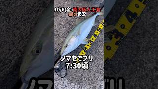 10/6(金)貝塚人工島プール朝の状況 #釣り #大阪湾 #fishing #南大阪 #ショアジギング #のませ釣り #朝まづめ #ブリ #メジロ#サワラ#サゴシ#タチウオ#アジ