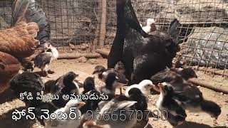 పెద్ద జాతి పందెం కోడి పిల్లలు  అమ్మబడును Chicks for sale. 9440111646