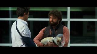 Due Date {2010} - Spitting On The Dog