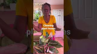 Cleaning plant leaves.